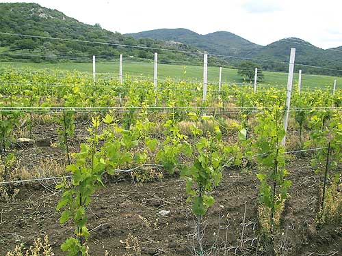 Tenuta di Cerveteri - i Vigneti