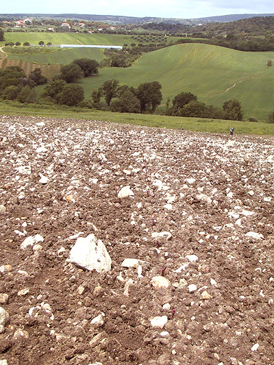 Tenuta di Cerveteri - i Vigneti