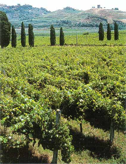 Tenuta di Colonna - Veduta dei Vigneti e del Colle della Pasolina