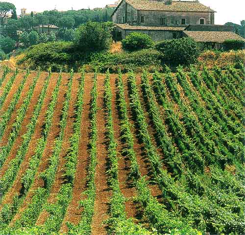 Tenuta di Colonna - Veduta dei Vigneti e del Casale