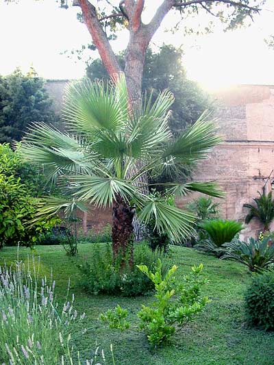 Tenuta di Fondi - Vivai di palme
