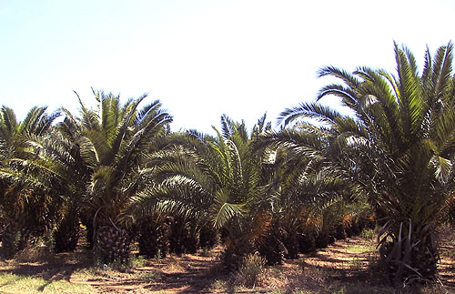 Tenuta di Fondi - Vivai di palme