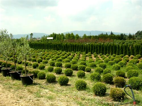 Tenuta di Pistoia - Piante coltivate