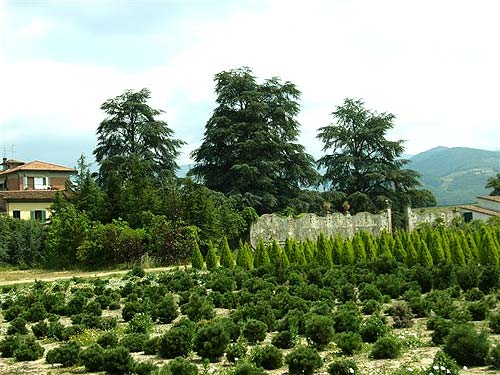 Tenuta di Pistoia - Piante coltivate