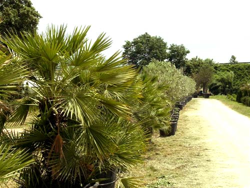 Tenuta di Pistoia - Piante coltivate